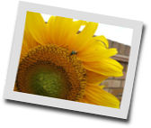 Poleroid example Poleroid example