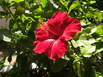 Transparent color example