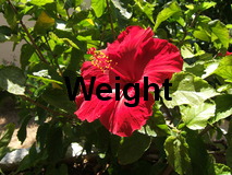 Weight example