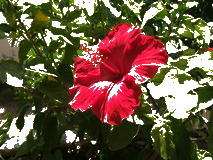 White threshold example