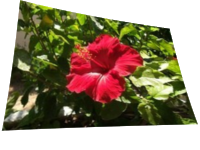 Bilinear example