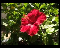 Border image example