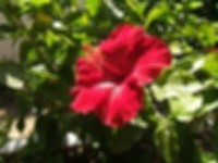 Gaussian blur image example