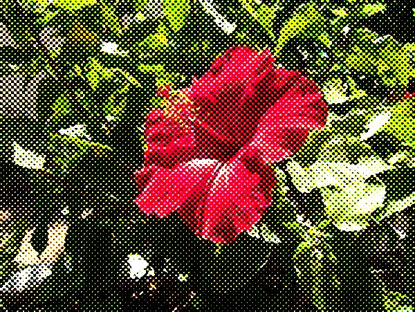 Ordered posterize image example Ordered posterize image example
