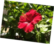 Rotate image example Rotate image example