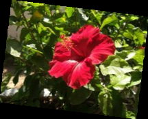 Set image alpha channel example