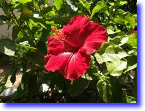 Set image background color example