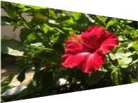 Set image matte example