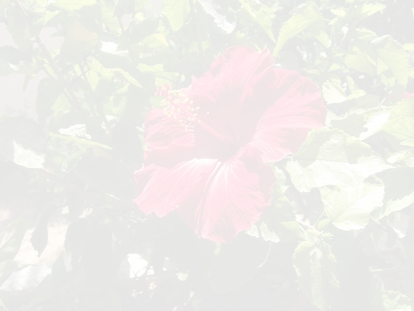 Set image opacity example