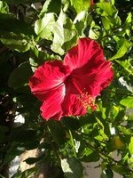 Transverse image example