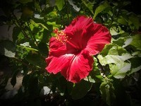 Vignette image example